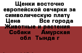 Щенки восточно европейской овчарки за символическую плату › Цена ­ 250 - Все города Животные и растения » Собаки   . Амурская обл.,Тында г.